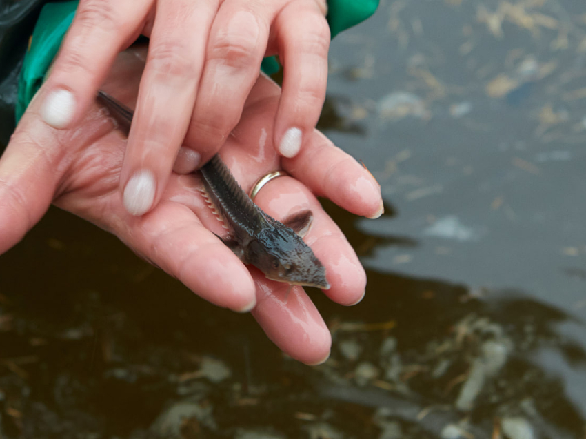 Семьдесят тысяч мальков краснокнижного сибирского осетра выпустили в приток Лены